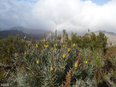 Leucospermum catherinae, photographed by Chris Vynbos
