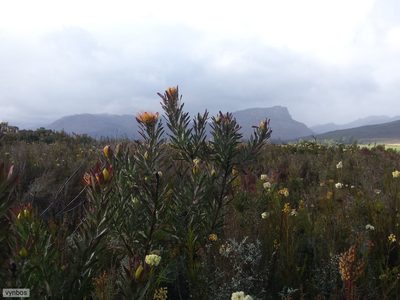Leucospermum catherinae, photographed by Chris Vynbos