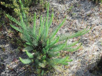 Lebeckia sepiaria, photographed by Chris Vynbos