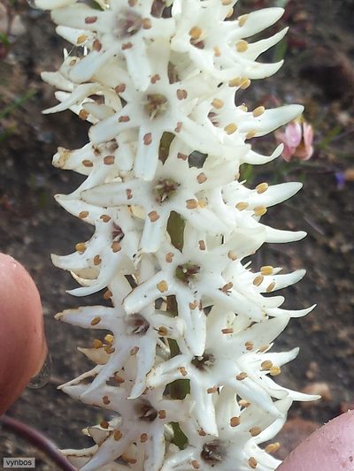 Wurmbea spicata, photographed by Chris Vynbos