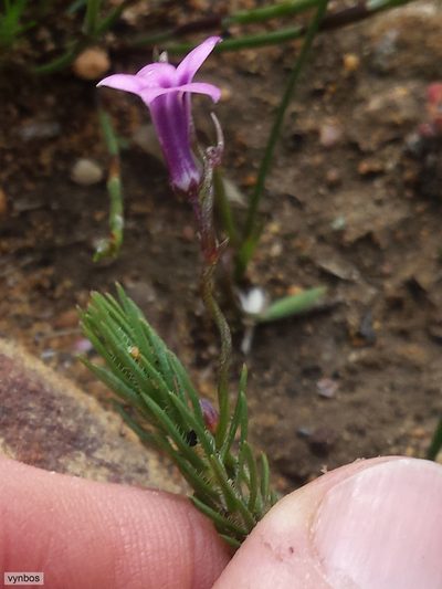Cyphia banksiana, photographed by Chris Vynbos