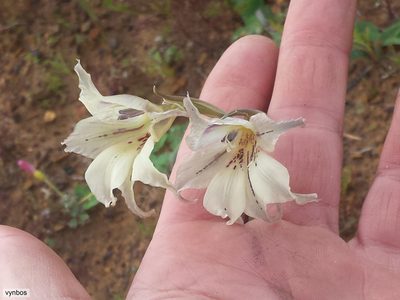 Gladiolus recurvus, photographed by Chris Vynbos