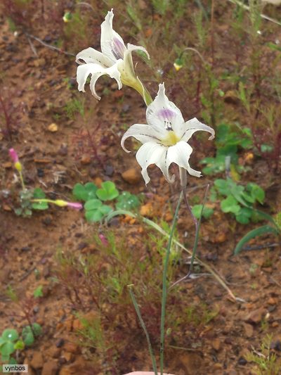 Gladiolus recurvus, photographed by Chris Vynbos