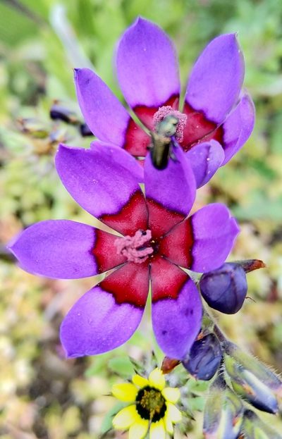 Babiana regia, photographed by Jacques van der Merwe