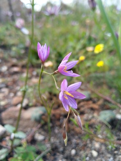 Geissorhiza purpurascens, photographed by Jacques van der Merwe