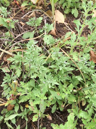 Teucrium depressum, photographed by Cecelia Alexander