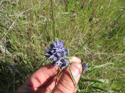 Frasera albicaulis, photographed by Lauren Pfund