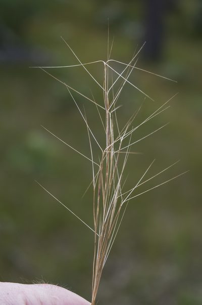 Aristida longespica, photographed by aarongunnar