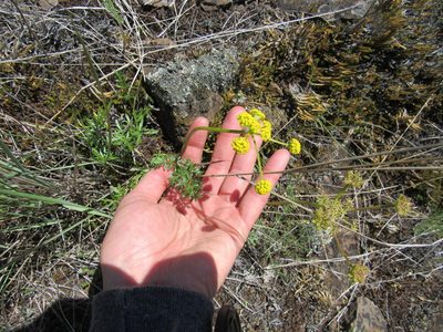 Lomatium serpentinum, photographed by Lauren Pfund