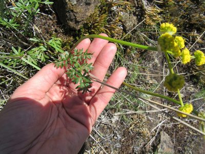 Lomatium serpentinum, photographed by Lauren Pfund