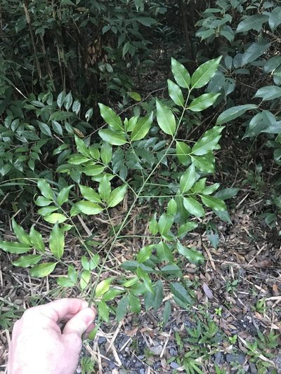 Euonymus lutchuensis, photographed by Pieter Pelser