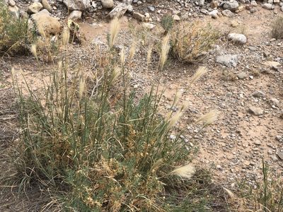 Leptochloa crinita, photographed by CK2AZ