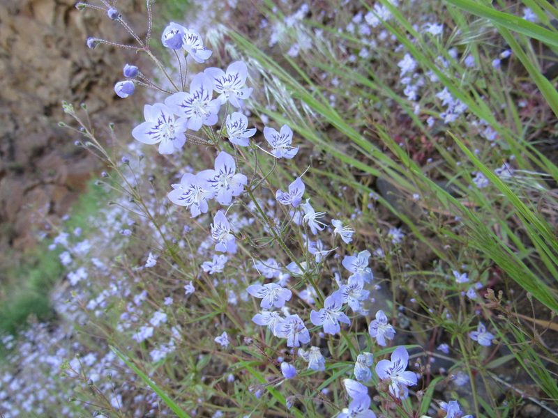Tonella floribunda, photographed by Lauren Pfund