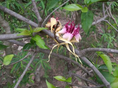 Strophanthus sarmentosus