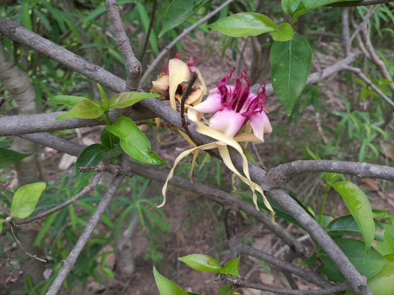 Strophanthus sarmentosus, photographed by Mattia Menchetti