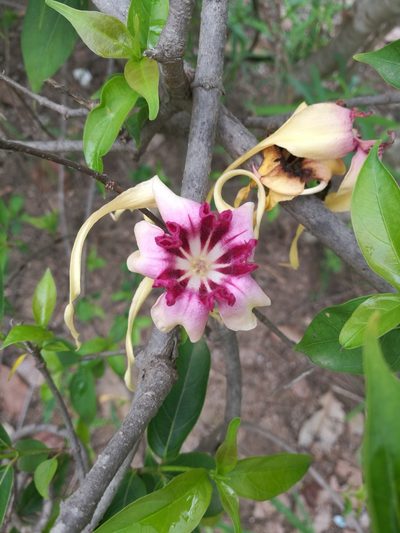Strophanthus sarmentosus, photographed by Mattia Menchetti