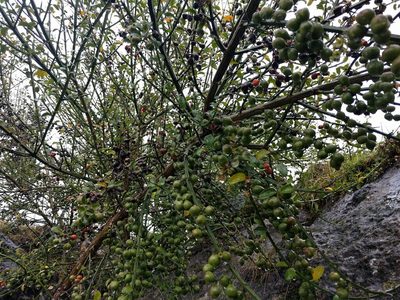 Citharexylum herrerae, photographed by Quillipede