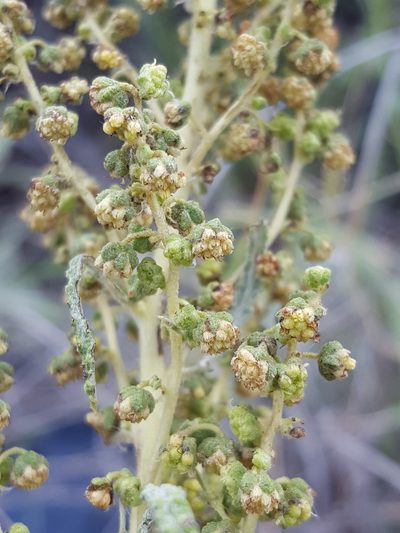 Euphrosyne dealbata, photographed by Alex Abair