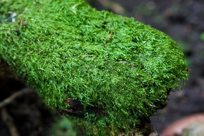 Bryolawtonia vancouveriensis, photographed by Ken-ichi Ueda