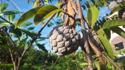 Annona squamosa, photographed by Ong Jyh Seng