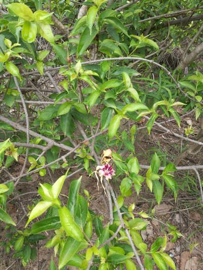 Strophanthus sarmentosus, photographed by Mattia Menchetti