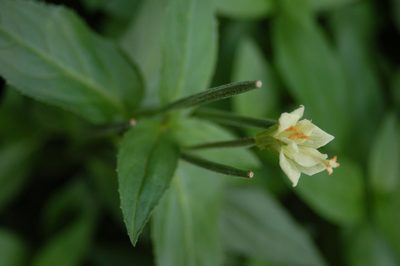 Epilobium luteum, photographed by David Anderson