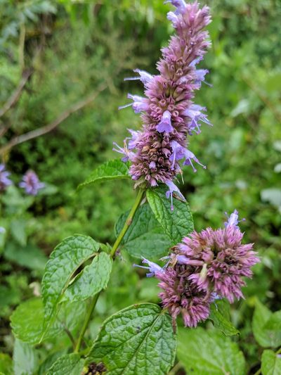 Agastache rugosa, photographed by Andy Kleinhesselink