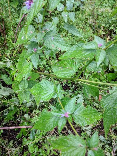 Agastache rugosa, photographed by Andy Kleinhesselink