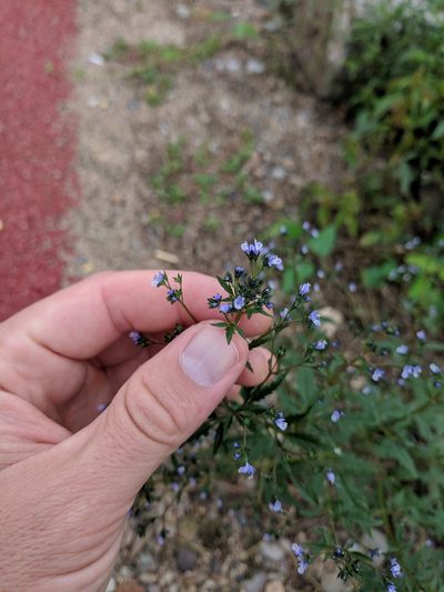 Amethystea caerulea, photographed by Andy Kleinhesselink