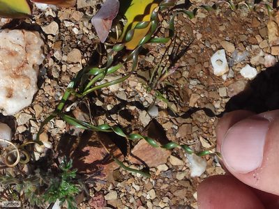 Moraea serpentina, photographed by Chris Vynbos