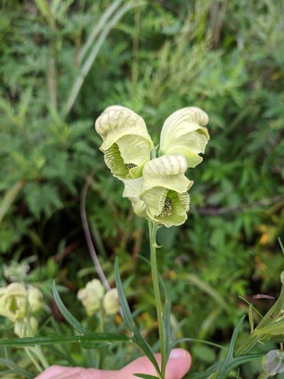 Aconitum coreanum, photographed by Andy Kleinhesselink