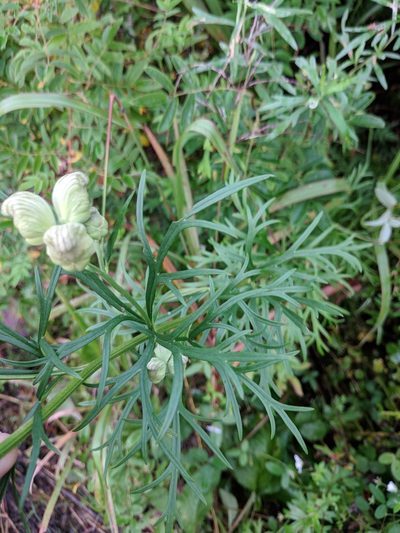 Aconitum coreanum, photographed by Andy Kleinhesselink