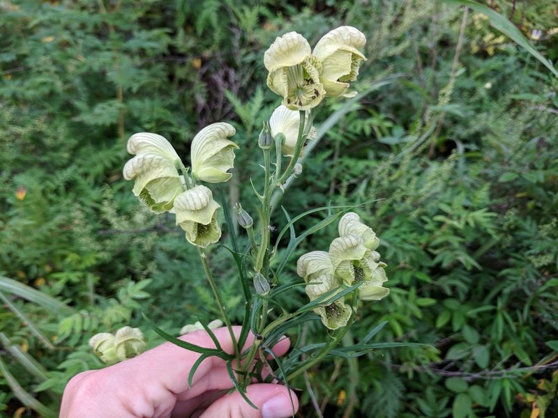 Aconitum coreanum, photographed by Andy Kleinhesselink