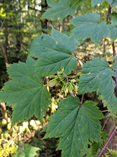 Acer ukurunduense, photographed by Andy Kleinhesselink