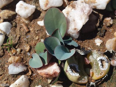 Oxalis salteri, photographed by Chris Vynbos