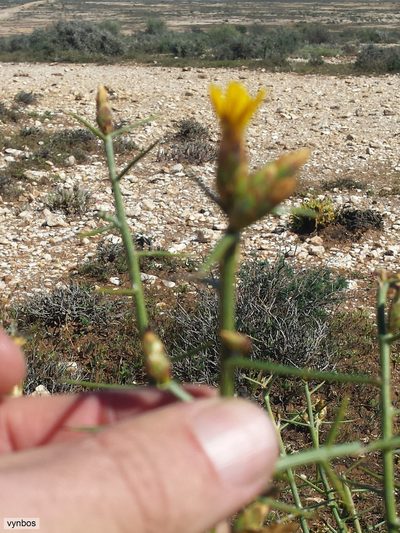 Hoplophyllum spinosum, photographed by Chris Vynbos
