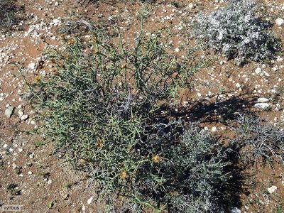 Hoplophyllum spinosum, photographed by Chris Vynbos