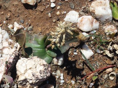 Lachenalia undulata, photographed by Chris Vynbos