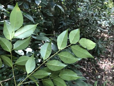 Bergera euchrestifolia, photographed by Cheng-Tao Lin