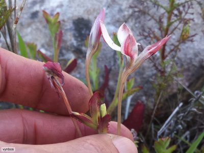 Lapeirousia fabricii, photographed by Chris Vynbos