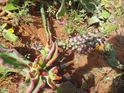 Lachenalia violacea, photographed by Chris Vynbos
