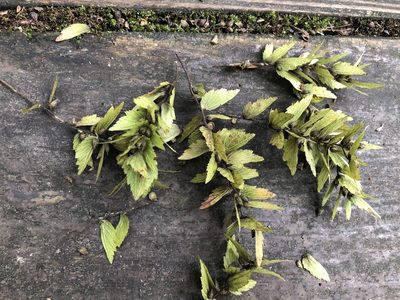 Carpinus kawakamii, photographed by Cheng-Tao Lin