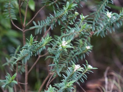Pimelea tomentosa, photographed by Jacqui Geux