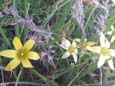 Romulea hirta, photographed by Chris Vynbos