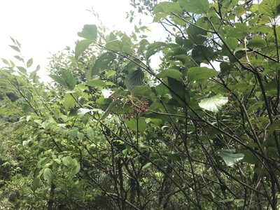 Viburnum japonicum, photographed by Pieter Pelser