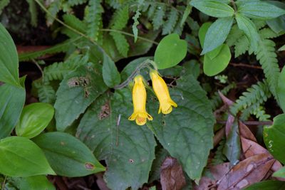Titanotrichum oldhamii, photographed by Cheng-Tao Lin
