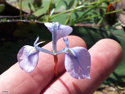 Moraea grandis, photographed by Chris Vynbos