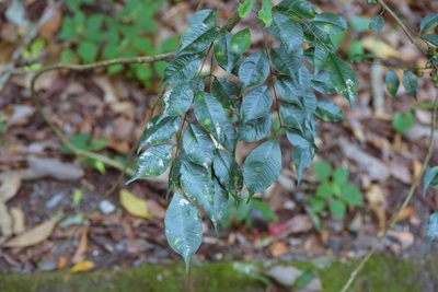 Zanthoxylum scandens, photographed by Cheng-Tao Lin