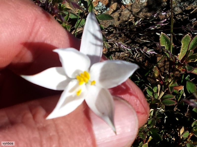 Cyanella alba, photographed by Chris Vynbos