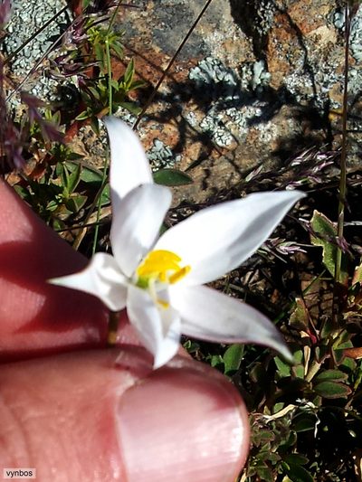 Cyanella alba, photographed by Chris Vynbos